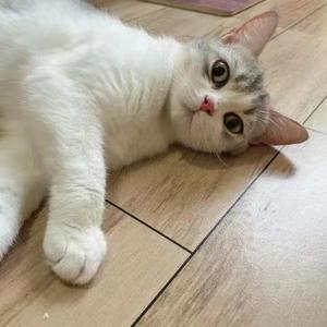 猫尔说影视 头像