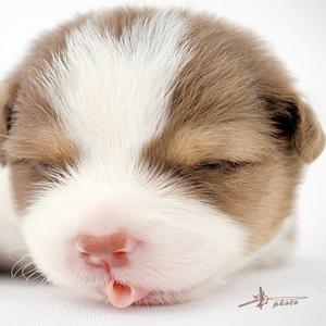 动物园里c不饱 头像