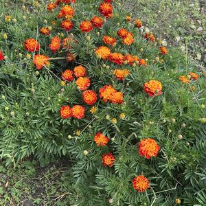 优美百灵鸟0ou 头像