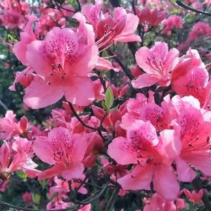 热闹帆船4