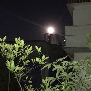 施胖子