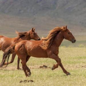 爱踢的野马 头像