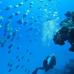 一个人的孤僻 头像