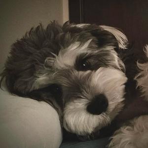 小熊维尼历险记001 头像