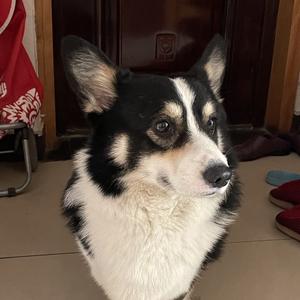 可乐是胖狗 头像