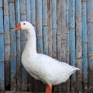 仰望星空在四平 头像