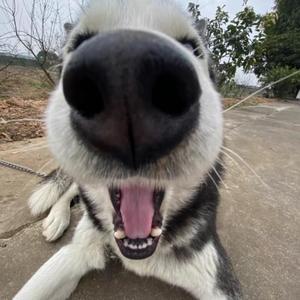 奋发卡罗尔8u5x 头像