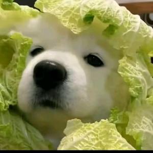 泽溪 头像