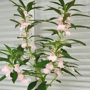 不似聊情感 头像