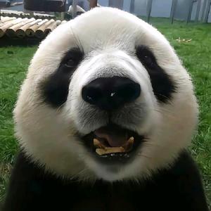 大头健游戏解说 头像