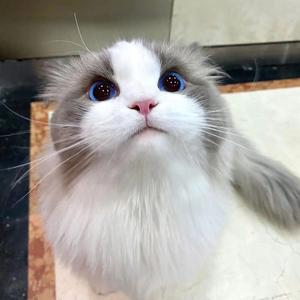 自在听猫说 头像