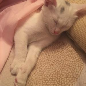 喵了个喵2023 头像