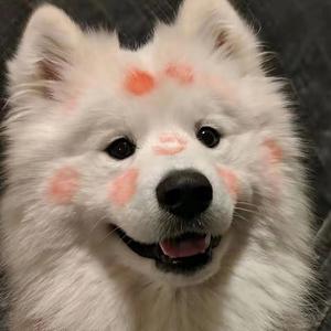 美炸了的糖小夕 头像