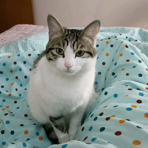 好面师系马桩店 头像