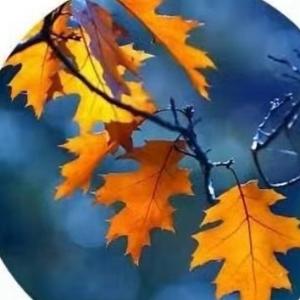 叶字知秋 头像