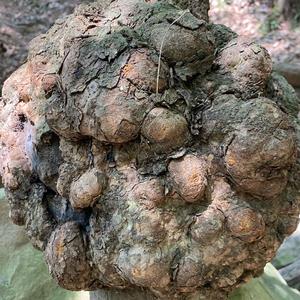 双红绿色食品村 头像