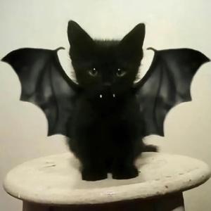 小鸟游六花00 头像