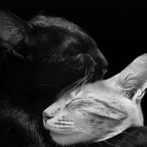 史事求实小能手 头像