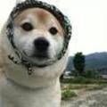 枫子凌乱 头像
