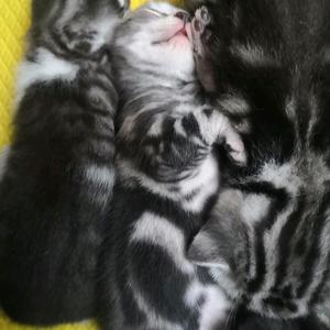 五宠欢乐斗地主 头像