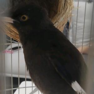 舞动恩尼斯 头像