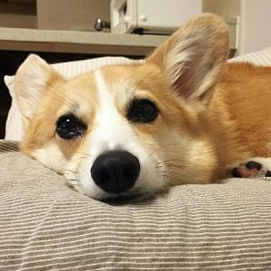 小程的洗狗日记 头像