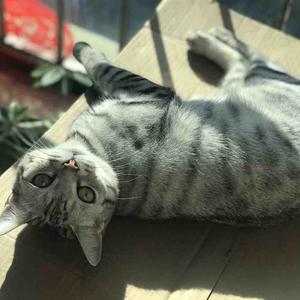 两只小猫咪 头像