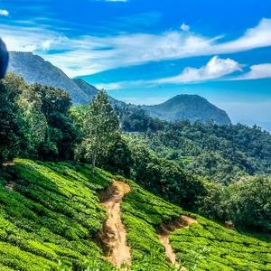 向阳花开木木生火 头像