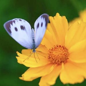 华子和华子 头像