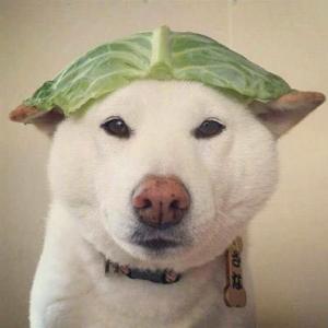 沧海人物志 头像