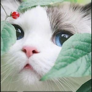 Meizi梅子