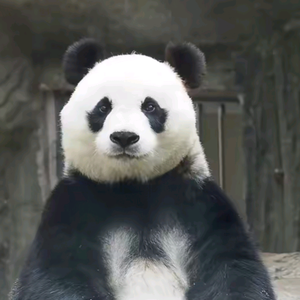 熊猫滚滚 头像