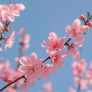莲叶何田田218