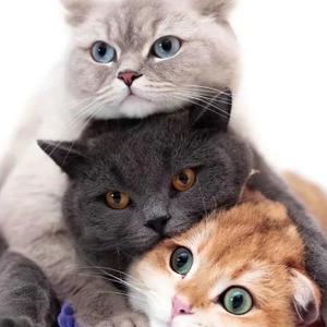 北极星丶pro 头像