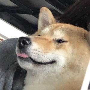 异度宠物乐园 头像