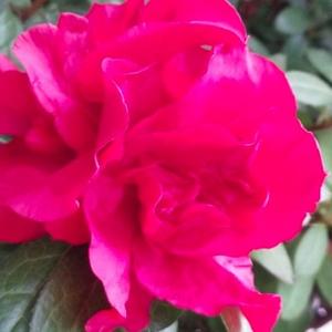 善良好运兔 头像