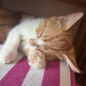 夜泉是个大坑 头像