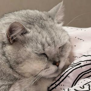 恐龙看世界 头像