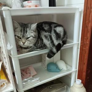 贪吃的庆庆吖