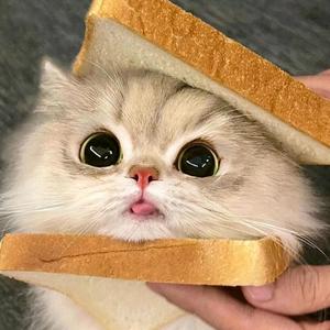 猫meme剧场 头像