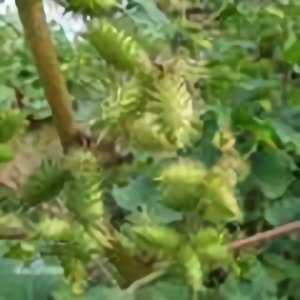 竹林听雪73659531 头像