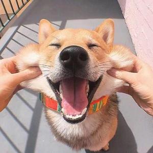 开朗豆浆6 头像