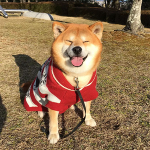 会讲故事的汪 头像