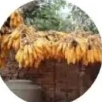 乡村广阔大视野 头像