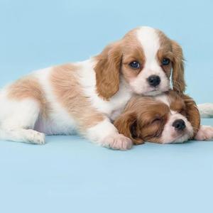 一串火花带闪电 头像