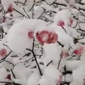 蜗牛入岐黄 头像