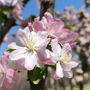 雪梨想躺平dT-Tb 头像