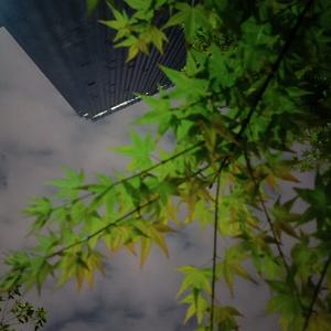 小玖子在线中