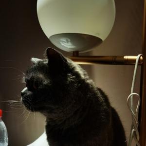 灰太狼的猫头鹰 头像