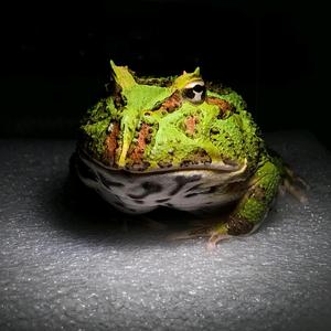 愣头青养宠日记 头像